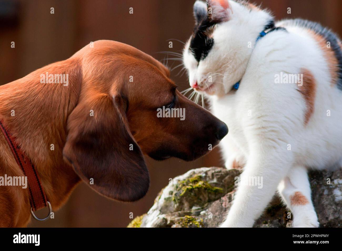 Tiroler Bracke und Hauskatze Stockfoto