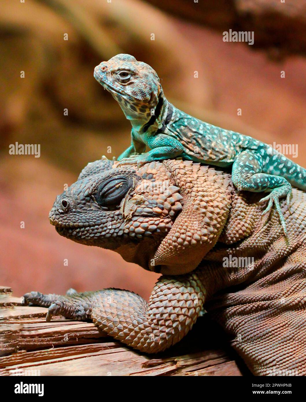 Spiny Cuckoo Walla und Collared Iguana Stockfoto