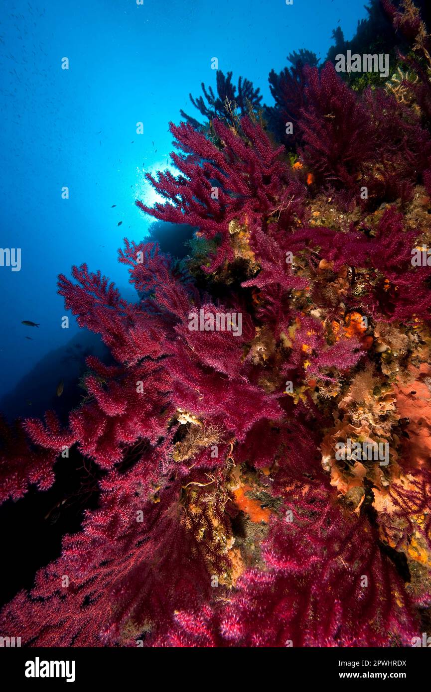 Mediterrane Fächerkoralle, violette Meerespeitsche (Paramuricea clavata), Gorgonischer Fächer, Rotgorgonier, Portofino Marine Reserve, Ligurien, Europa Stockfoto