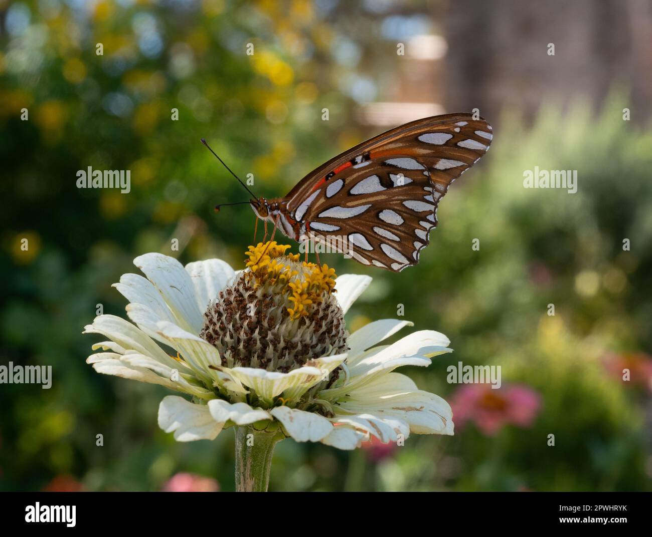 Golf-Fritillar-Schmetterling mit geschlossenen Flügeln, hoch oben auf einer weißen Dahlienblume und fotografiert mit geringer Schärfentiefe. Stockfoto