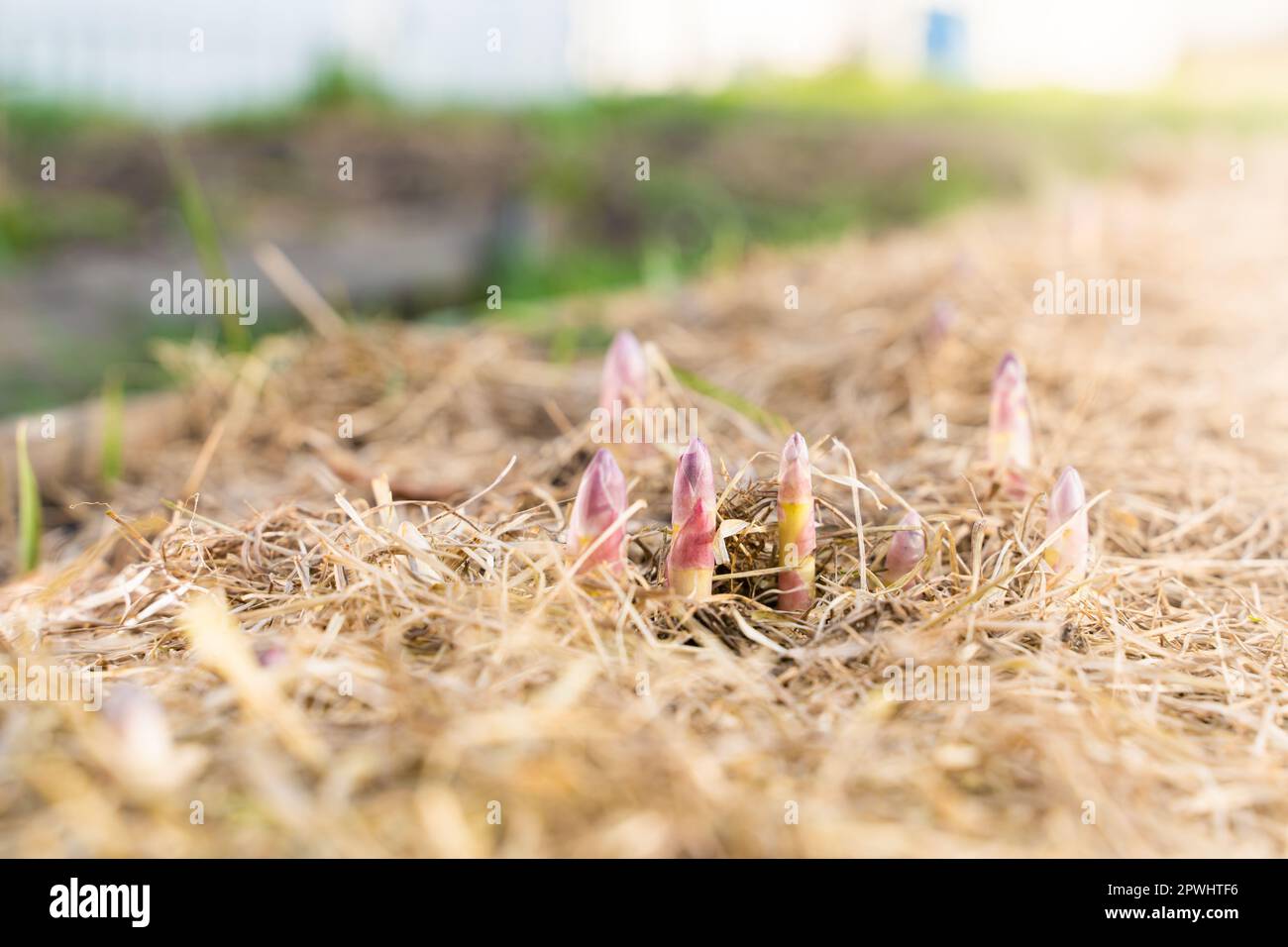 Die erste Erwärmung im Frühling im Gemüsegarten und junge Spargelstangen beginnen aktiv zu wachsen. Die ersten Früchte der Delicacy vegetab Stockfoto