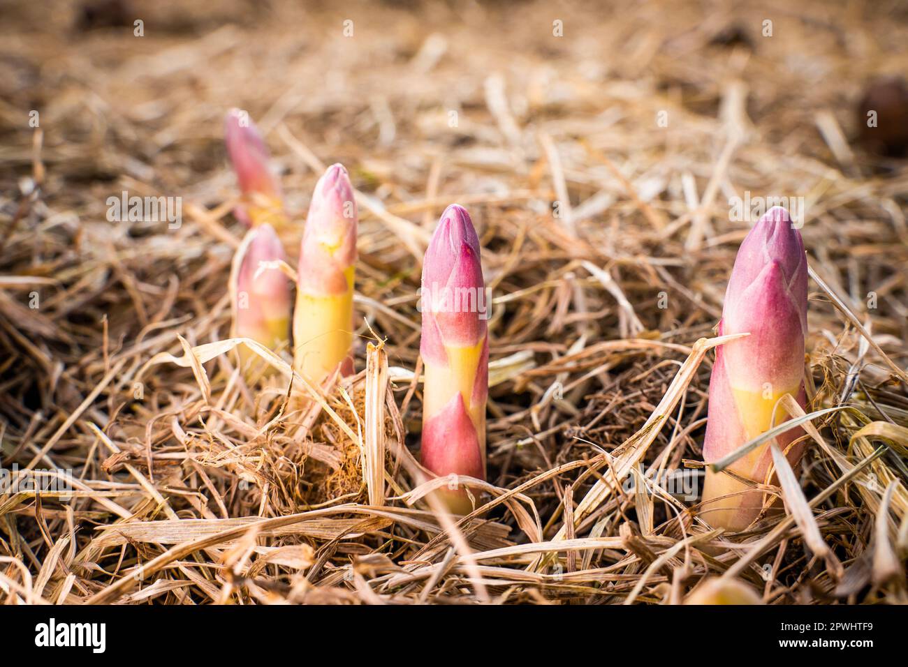 Lila Aufnahme von Spargel, der im Gemüsegarten wuchs, Nahaufnahme. Der Beginn des Spargelwachstums im Frühling, der Boden des Gartens i. Stockfoto
