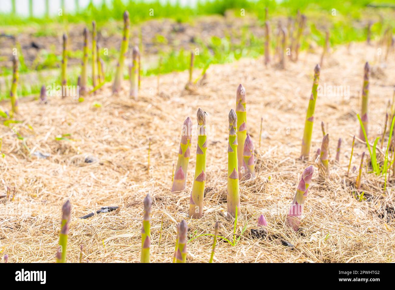 Köstlicher Spargel wächst auf einem Gartenbett, sonniger Frühlingstag. Gut gepflegter Garten mit Spargelstangen Stockfoto