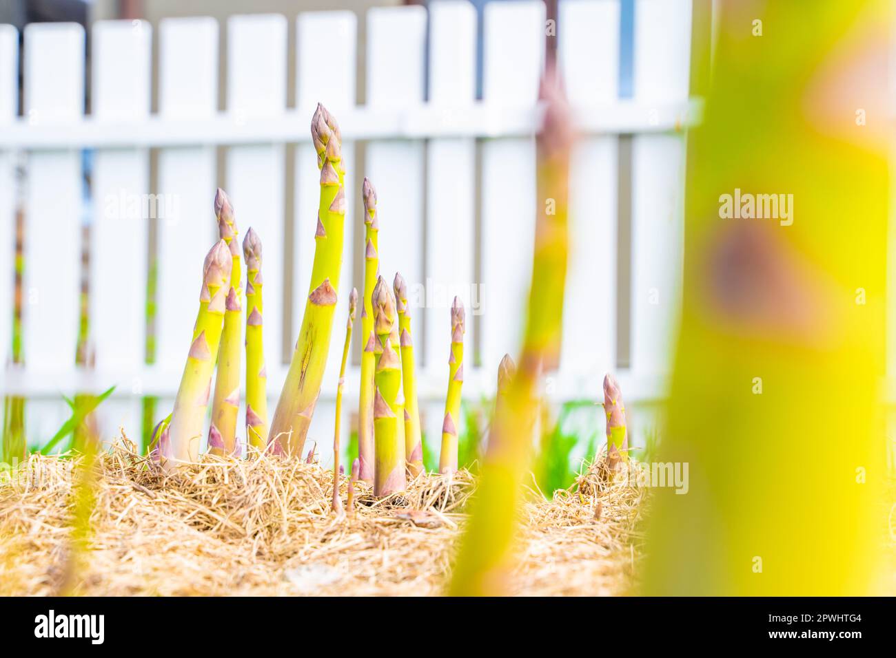 Spargelsprossen wachsen in einem Gartenbeet mit trockenem Grasmulch, Nahaufnahme Stockfoto