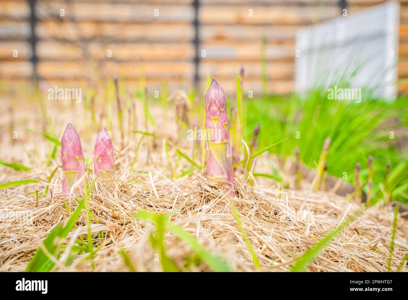 Spargelsprossen wachsen in einem Gartenbeet mit trockenem Grasmulch, Nahaufnahme Stockfoto