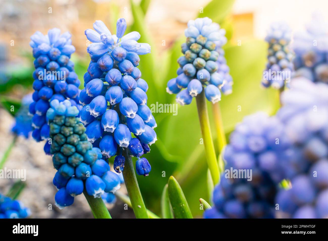 Wunderschöne blaue Muscari-Blumen aus der Nähe. Viele schöne kleine Blumen in Form von Glocken Stockfoto