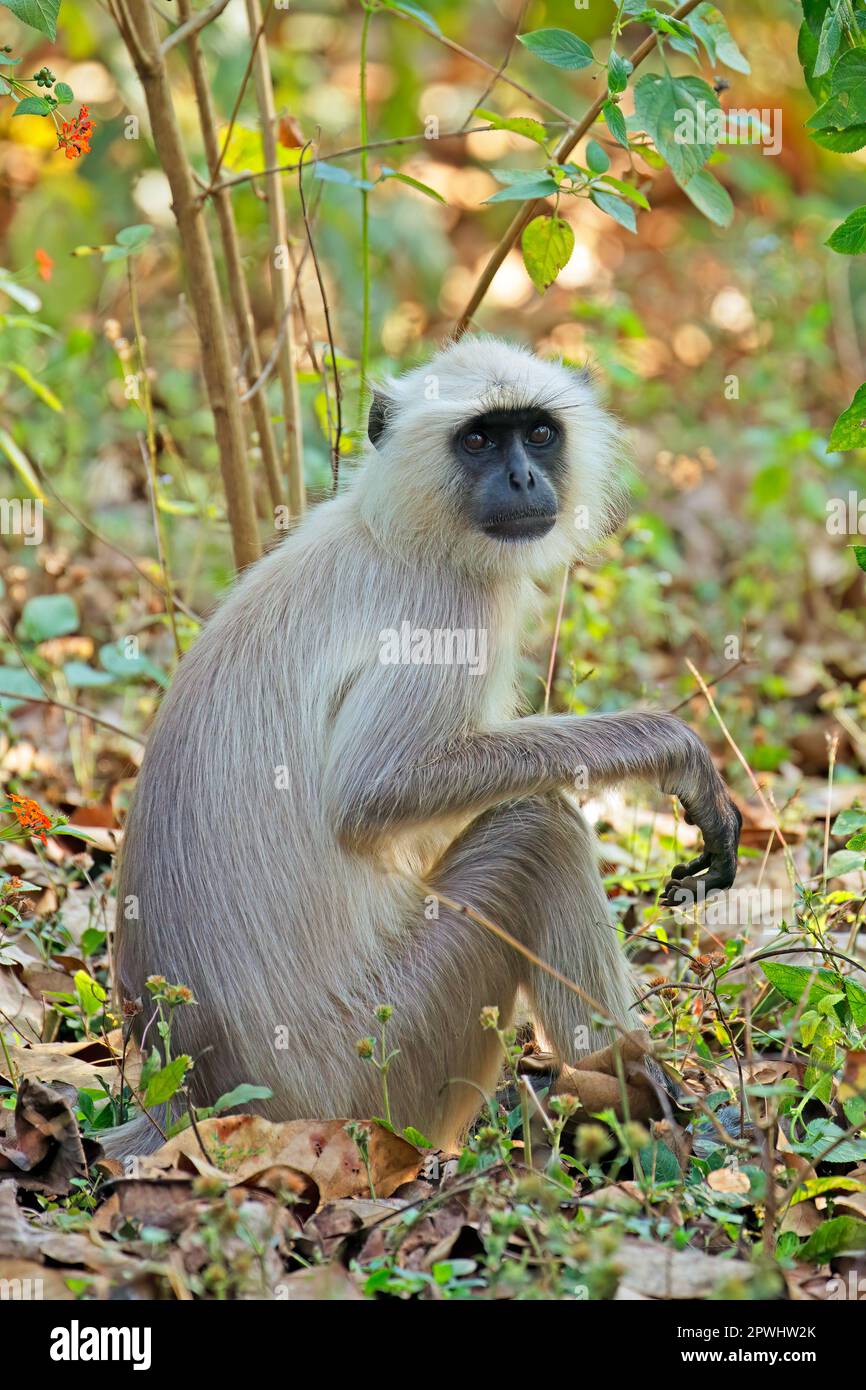 Ein grauer Langur-Affe (Semnopithecus entellus) in natürlichem Lebensraum, Kanha-Nationalpark, Indien Stockfoto