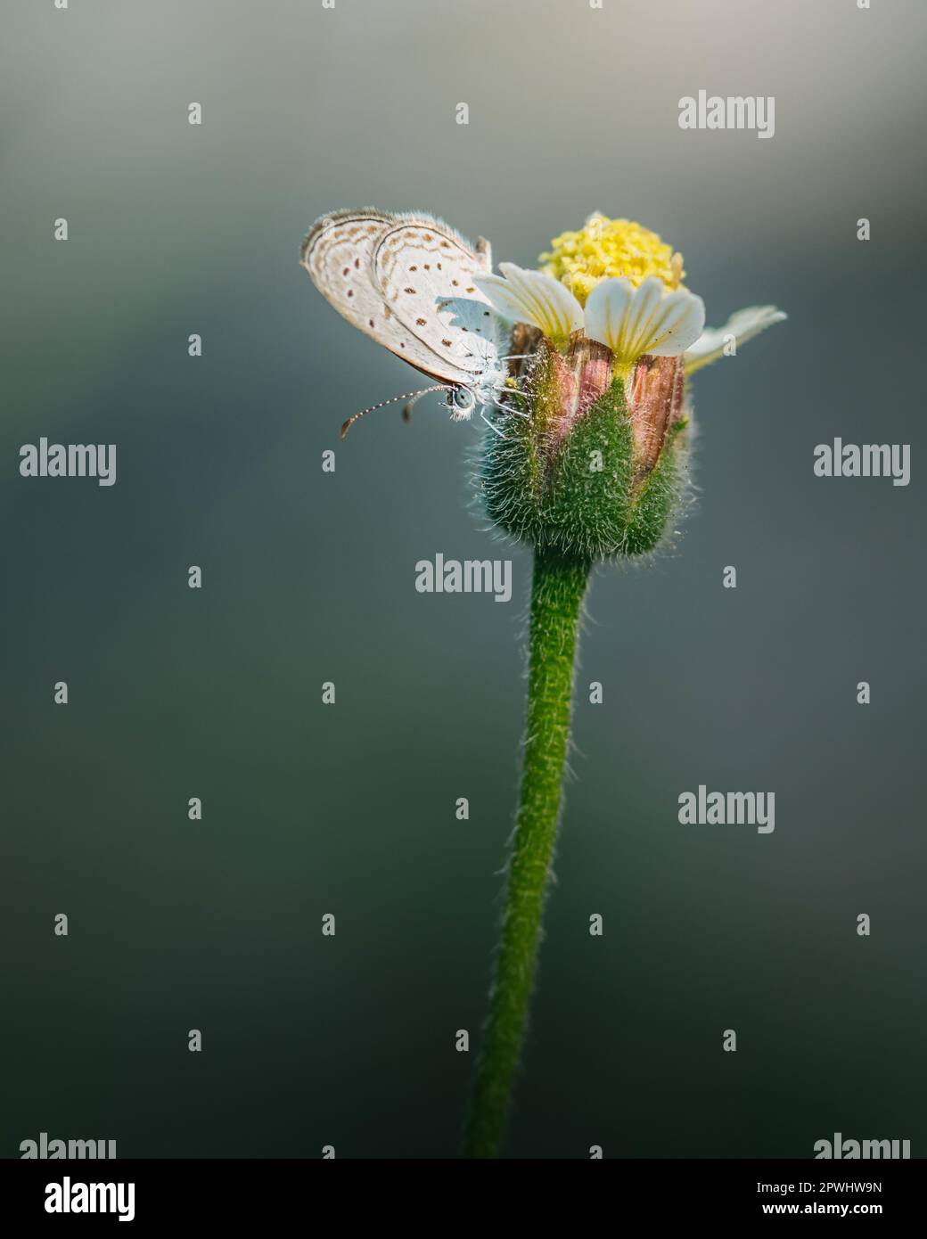 Winziger grasblauer Schmetterling auf Wildblumen am Morgen, Nahaufnahme und Makro mit weichem Fokus und Bokeh/Natur verschwommenem Hintergrund, Insekten in Thailand. Stockfoto