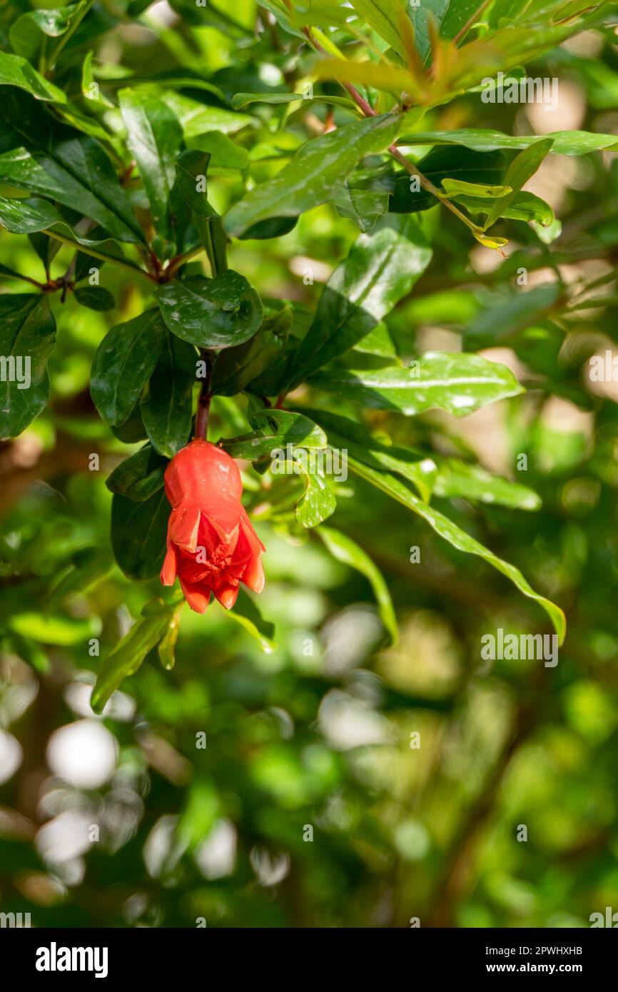Rote Blüten und Knospen eines blühenden Granatapfelbaums schließen sich zwischen grünem Laub und verschwommenem Hintergrund Stockfoto