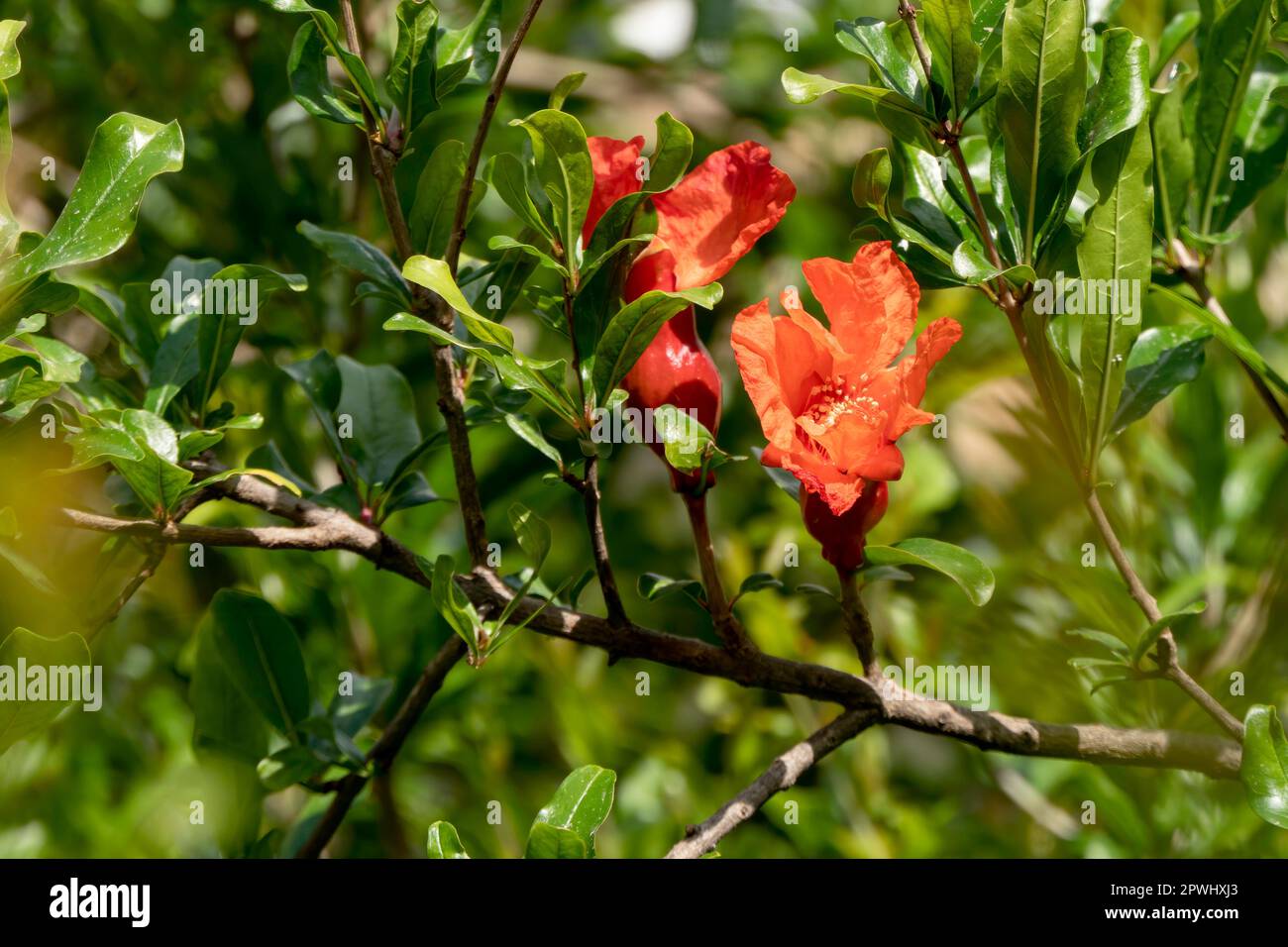 Rote Blüten und Knospen eines blühenden Granatapfelbaums schließen sich zwischen grünem Laub und verschwommenem Hintergrund Stockfoto