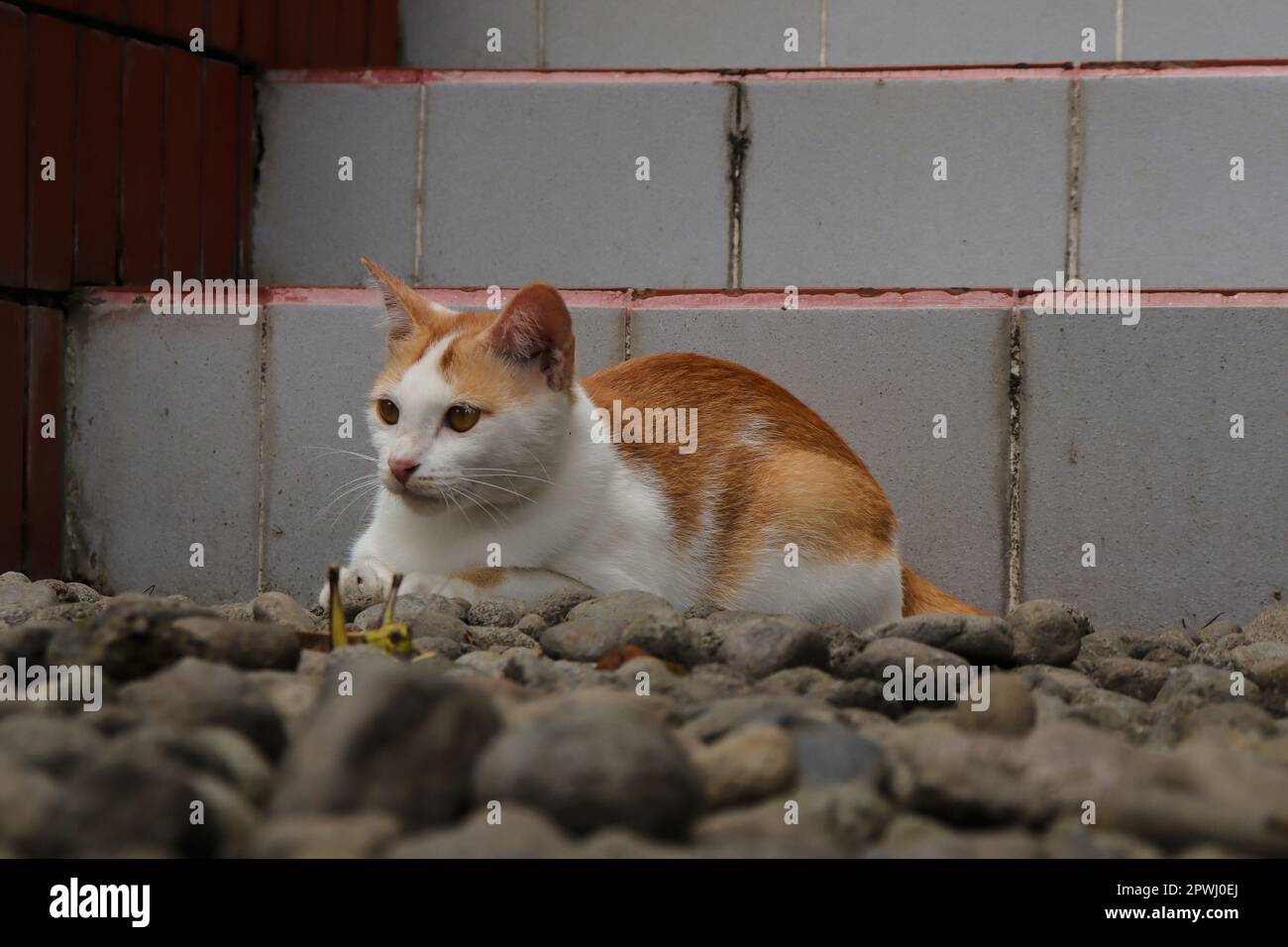 Die Katze aus dem türkischen Van blickt auf den Grashüpfer und ist bereit, zu ihrer Beute zu stürzen Stockfoto