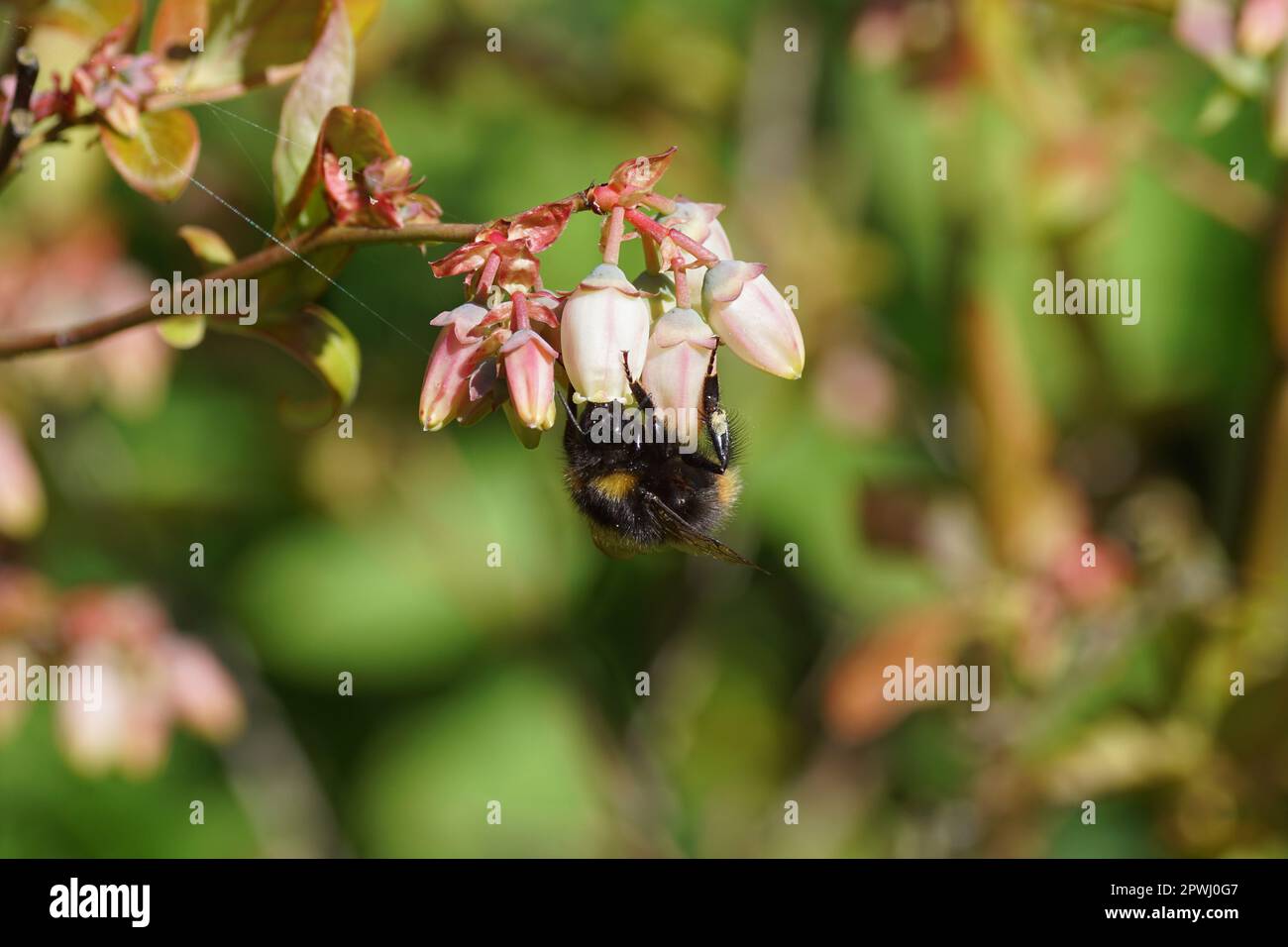 Frühe Hummel (Bombus pratorum), Familie Apidae auf weißen, langen Glockenblüten oder urnenförmigen Blüten der nördlichen Hochbuschblaubeere Stockfoto