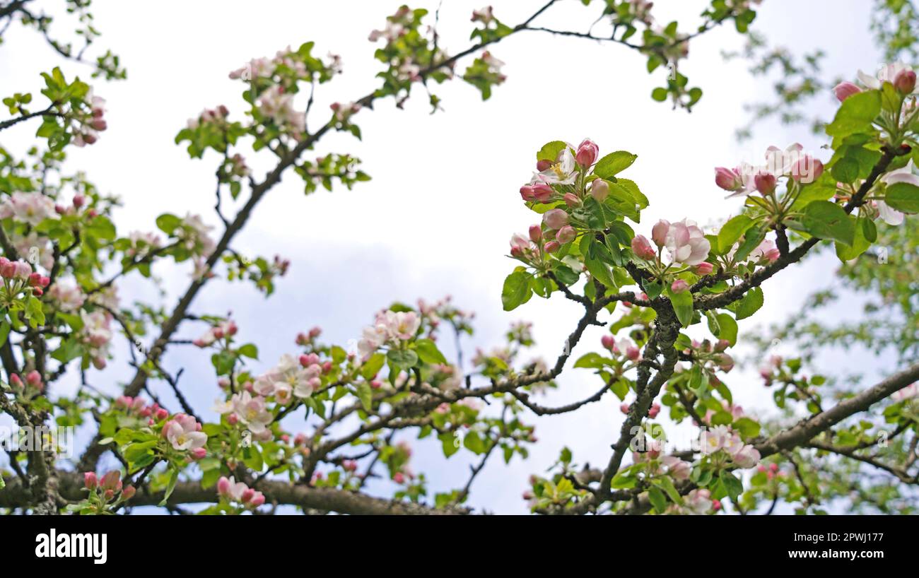 Blühender apfelgarten im Frühling und blauer Himmel. Retro gefiltert. Instagram-Effekt. Ukraine, Europa. Beauty-Welt. Stockfoto