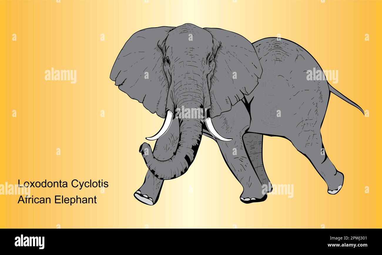African Forest Elephant - Illustration, Elephant auf abstraktem Hintergrund Stock Vektor