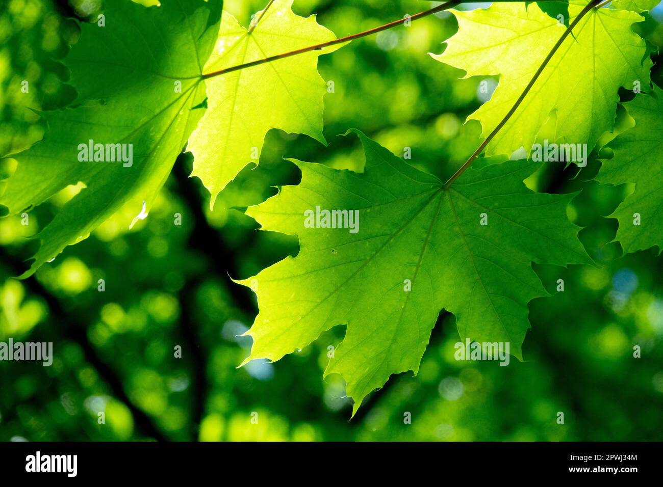 Sycamore Ahorn, Acer pseudoplatanus, Frühling, Grün, Laub, Sonnenlicht, Frisch, Blatt, Sonnenlicht Stockfoto