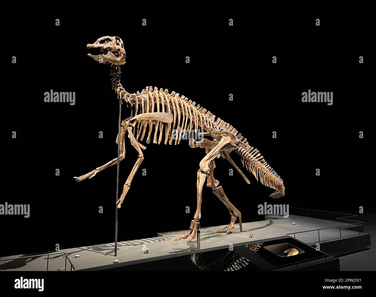 Das lebensgroße Skelett des edmontosaurus im Museum Stockfoto