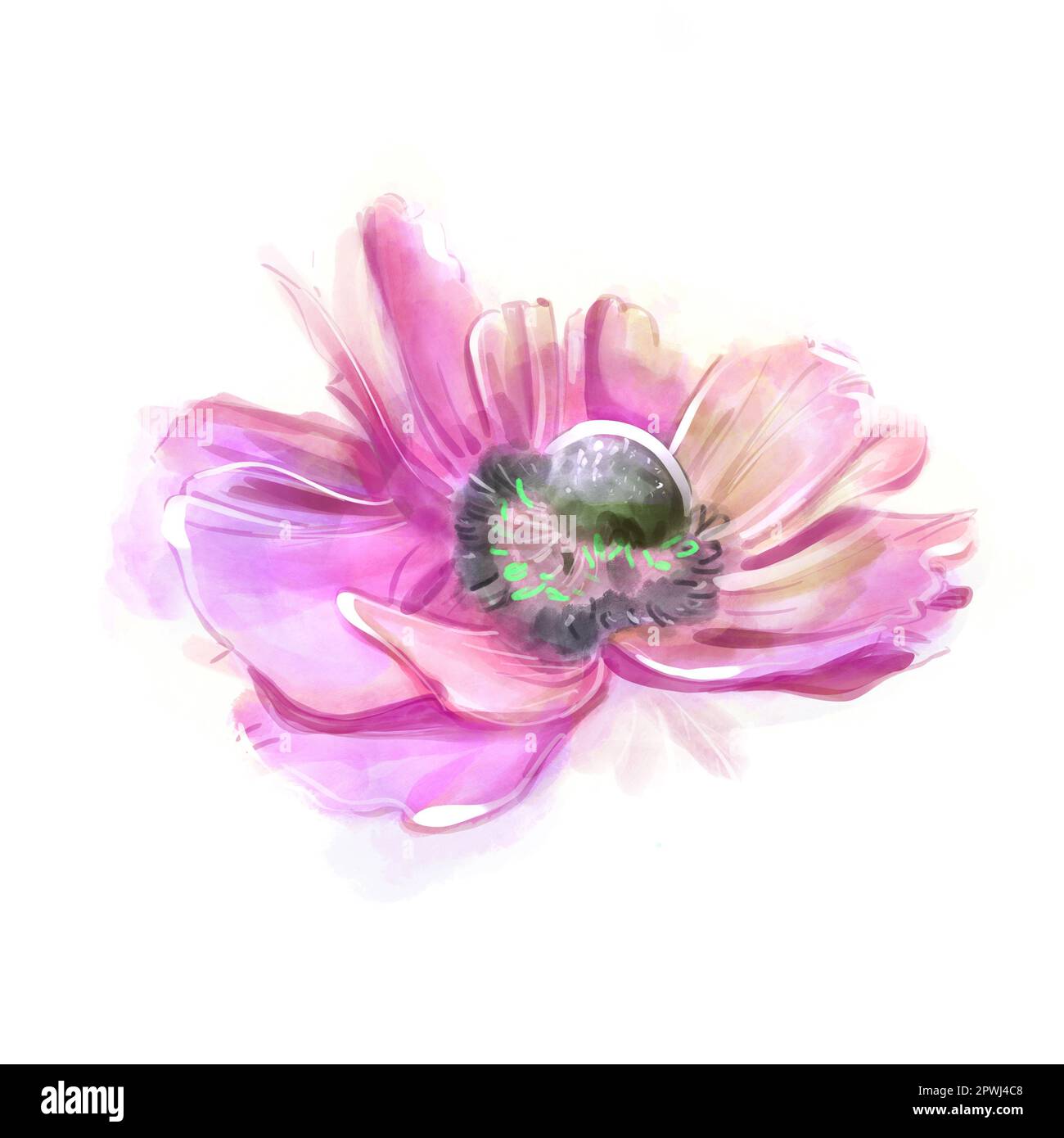 Pinkfarbene Anemone isolieren die Wasserfarbe. Frühlingsblumen. Blumenmuster. Markierungszeichnung. Für Hochzeit und Geburtstagskomposition. Grußkarte. Handgezeichnet Stockfoto