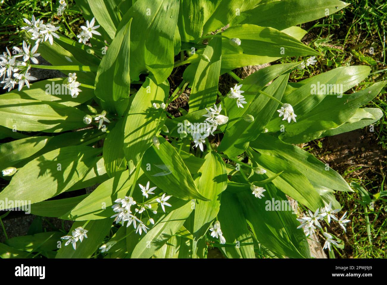 Blühender Bärlauch (Allium ursinum) im Garten. Die Pflanze wird auch als Ramsons, Buckrams, breitblättriger Knoblauch, Holzknoblauchzehen, Bärlauch oder Be bezeichnet Stockfoto