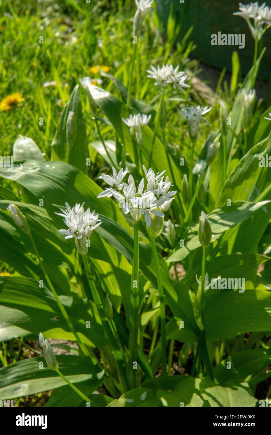 Blühender Bärlauch (Allium ursinum) im Garten. Die Pflanze wird auch als Ramsons, Buckrams, breitblättriger Knoblauch, Holzknoblauchzehen, Bärlauch oder Be bezeichnet Stockfoto