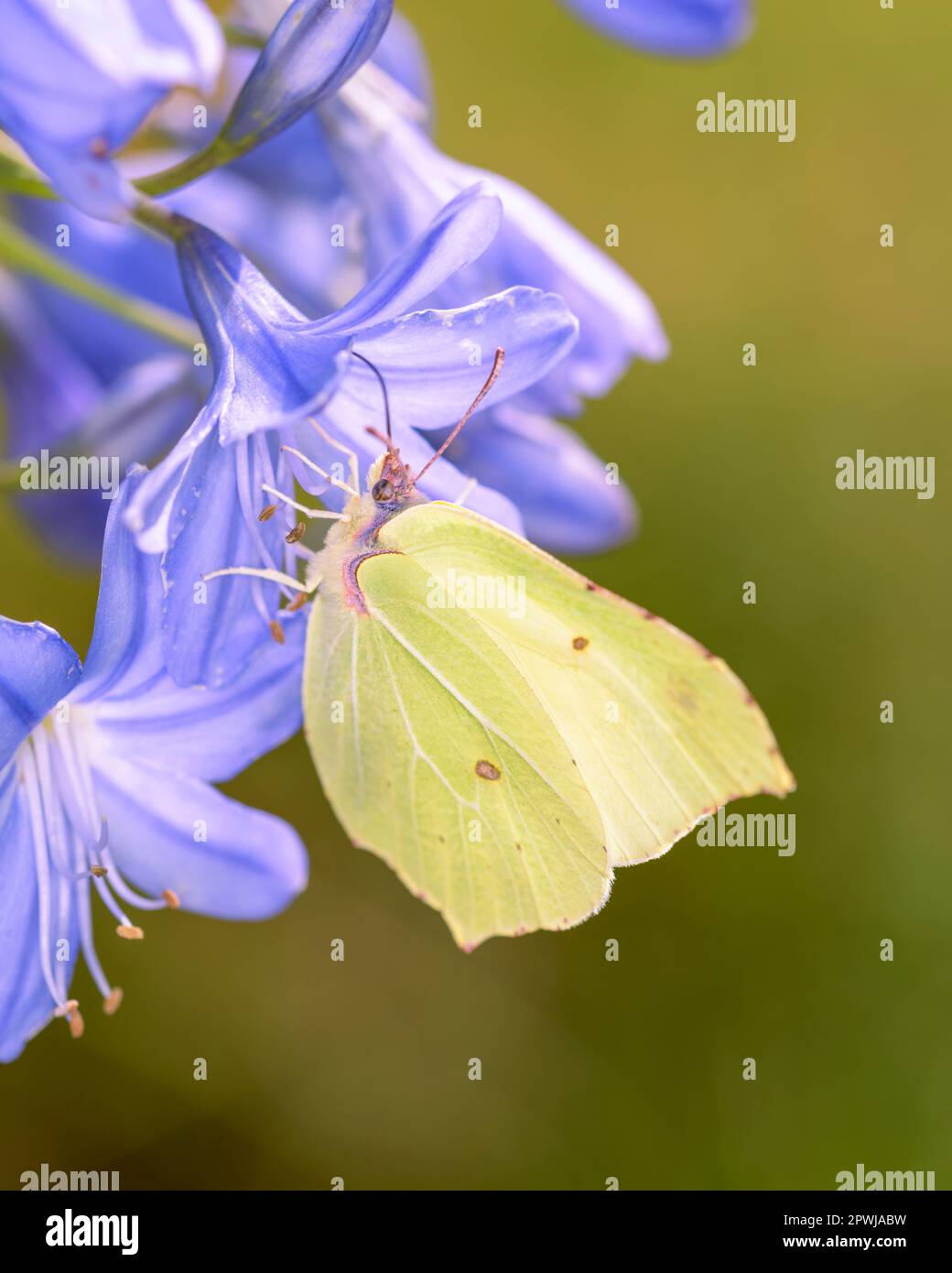 Schmetterling - Gonepteryx rhamni saugt Nektar mit seinem Rumpf aus der Blüte der Afrikanischen Lilie oder der afrikanischen Liebesblume - Agapanthus Ca Stockfoto