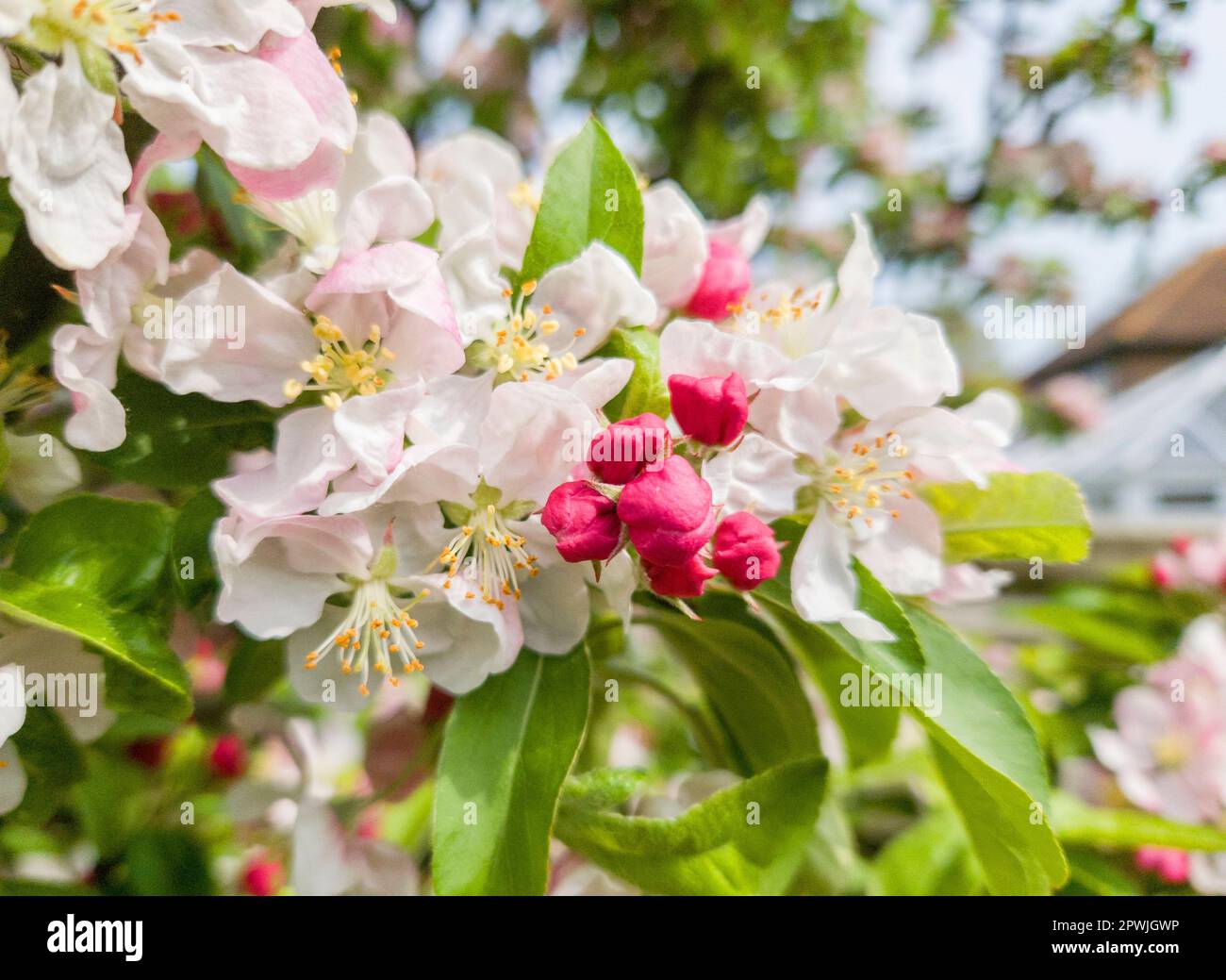 malus oder Krabbenapfelblüten in meinem Garten Stockfoto