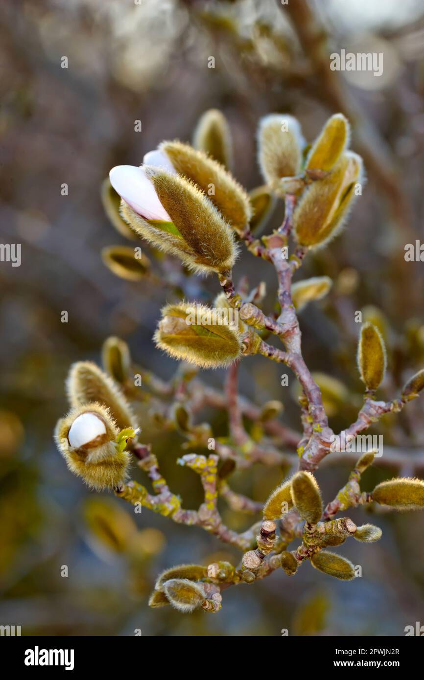 Magnolia Stellata nannte sie manchmal Sternmagnolienblüte im Frühling. Nahaufnahme der schönen, blumigen Natur, die aus dem japanischen Ökosystem stammt, bei der Aufnahmen w Stockfoto