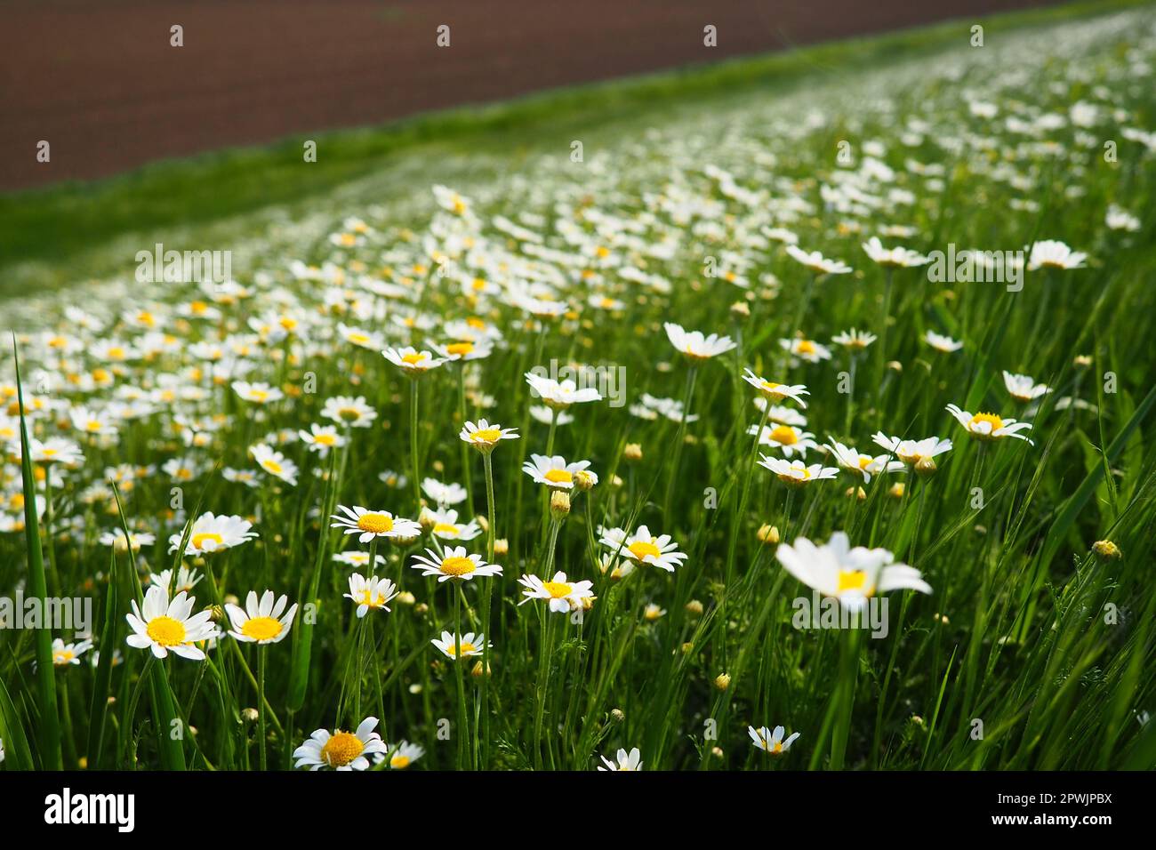 Gänseblümchen wachsen auf dem Feld. Matricaria chamomilla als