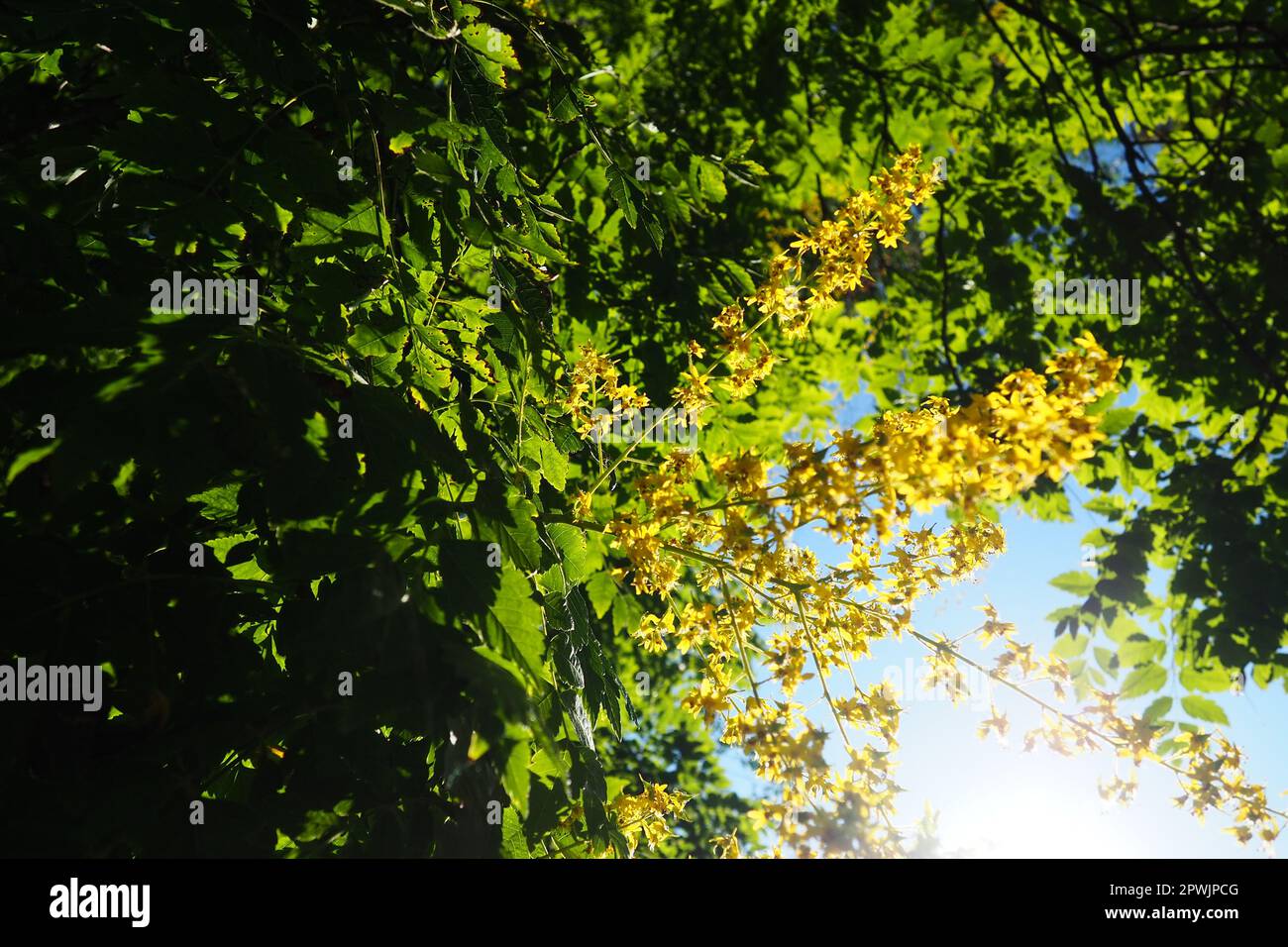 Koelreuteria paniculata ist eine Blumenpflanzenart der Familie Sapindaceae. Ein Baum blüht mit gelben Blumen. Goldenrainbaum, Stolz von Indi Stockfoto