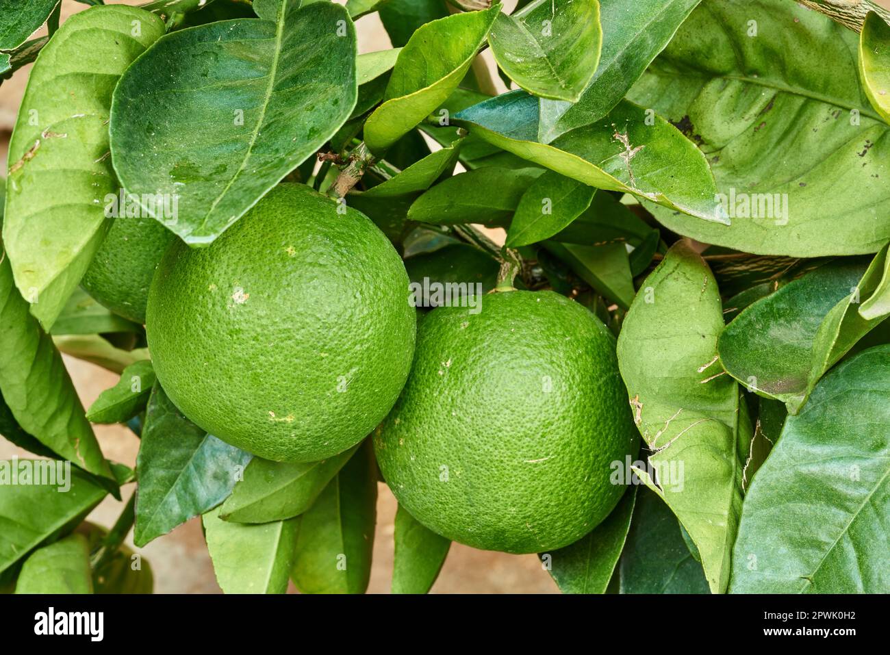 Nahaufnahme von Limetten, die im Sommer auf Bäumen in einer Baumschule oder auf einem Bauernhof wachsen. Zitrusfrüchte helfen dem Immunsystem, gesund zu bleiben und vor Infektionen zu schützen. Stockfoto