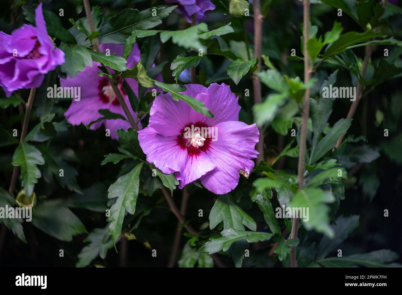 Hibiskus-syriacus-Blüte. Nahaufnahme. Kunstlinse. Konzentriere dich auf die Mitte. Stockfoto