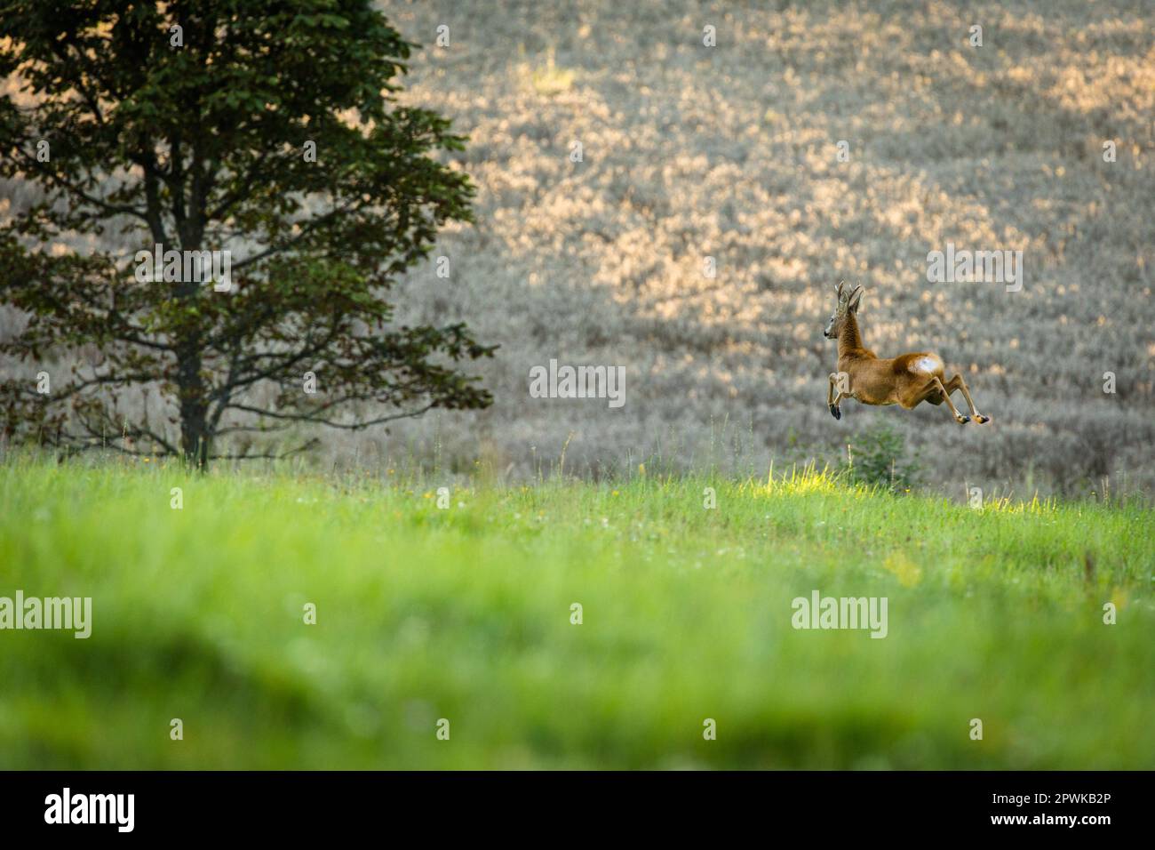 Majestätische Rehe auf der Weide in warmem Abendlicht Stockfoto