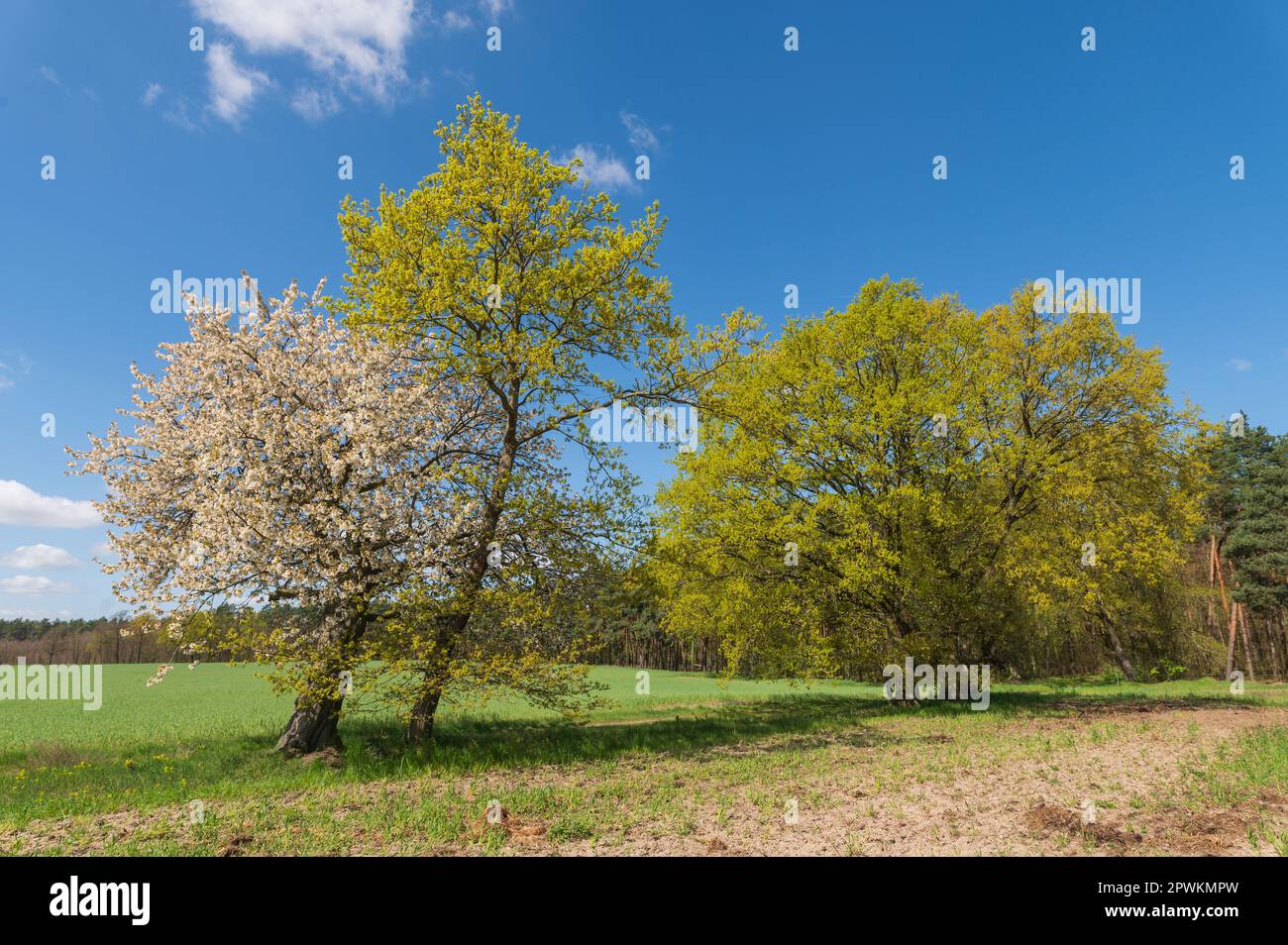 Alte Bäume einer ehemaligen Straße Stockfoto