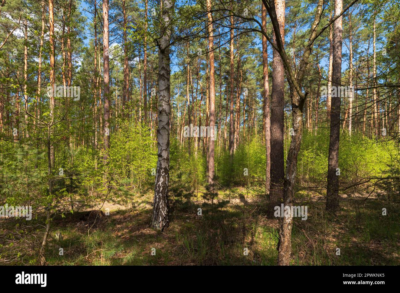 Frühling in einem gemischten Wald Stockfoto