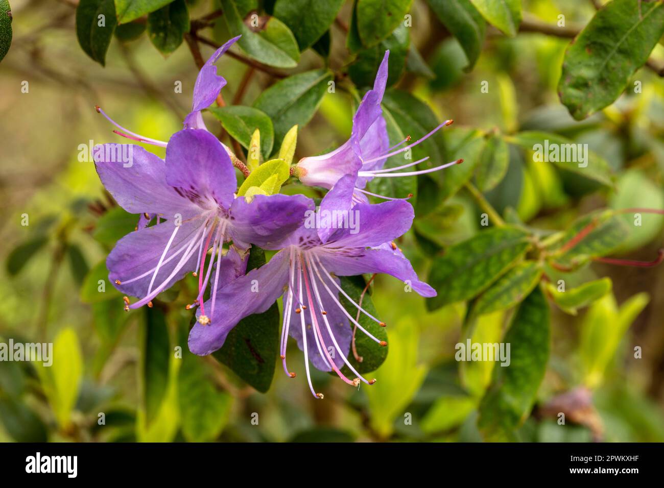 Sehen Sie aus nächster Nähe ein natürliches Blumenporträt der herrlichen Blüte „Saint tudy“ von Rhododendron in der Frühlingssonne Stockfoto