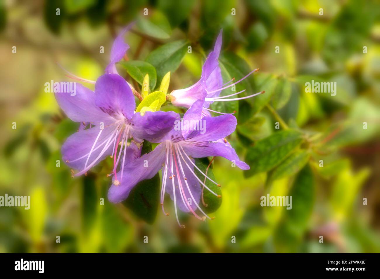 Sehen Sie aus nächster Nähe ein natürliches Blumenporträt der herrlichen Blüte „Saint tudy“ von Rhododendron in der Frühlingssonne Stockfoto