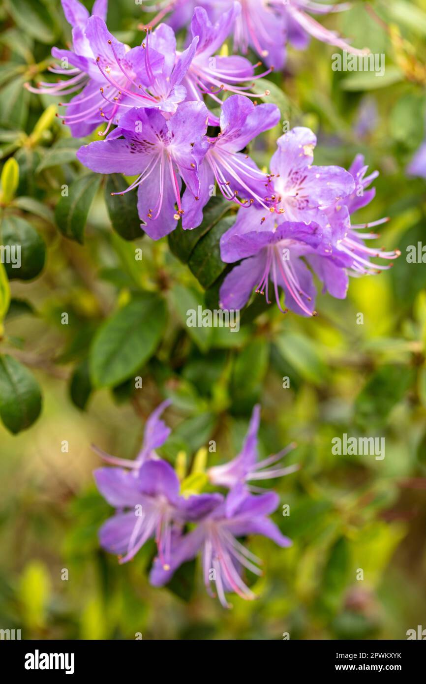 Sehen Sie aus nächster Nähe ein natürliches Blumenporträt der herrlichen Blüte „Saint tudy“ von Rhododendron in der Frühlingssonne Stockfoto