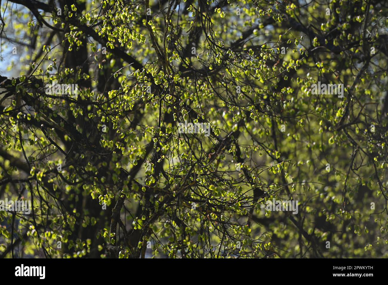 Frische junge grüne Blätter auf einem Ast im Frühlingswald. Frühling, Frühling Erwachen der Natur. Stockfoto