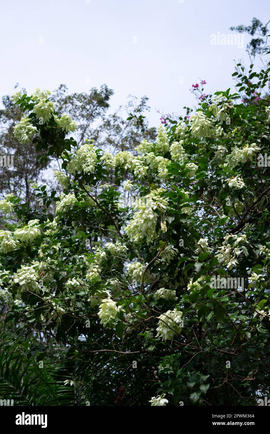 Japanische Pagode (Styphnolobium japonicum syn. Sophora japonica), im botanischen Garten bogor, indonesien Stockfoto