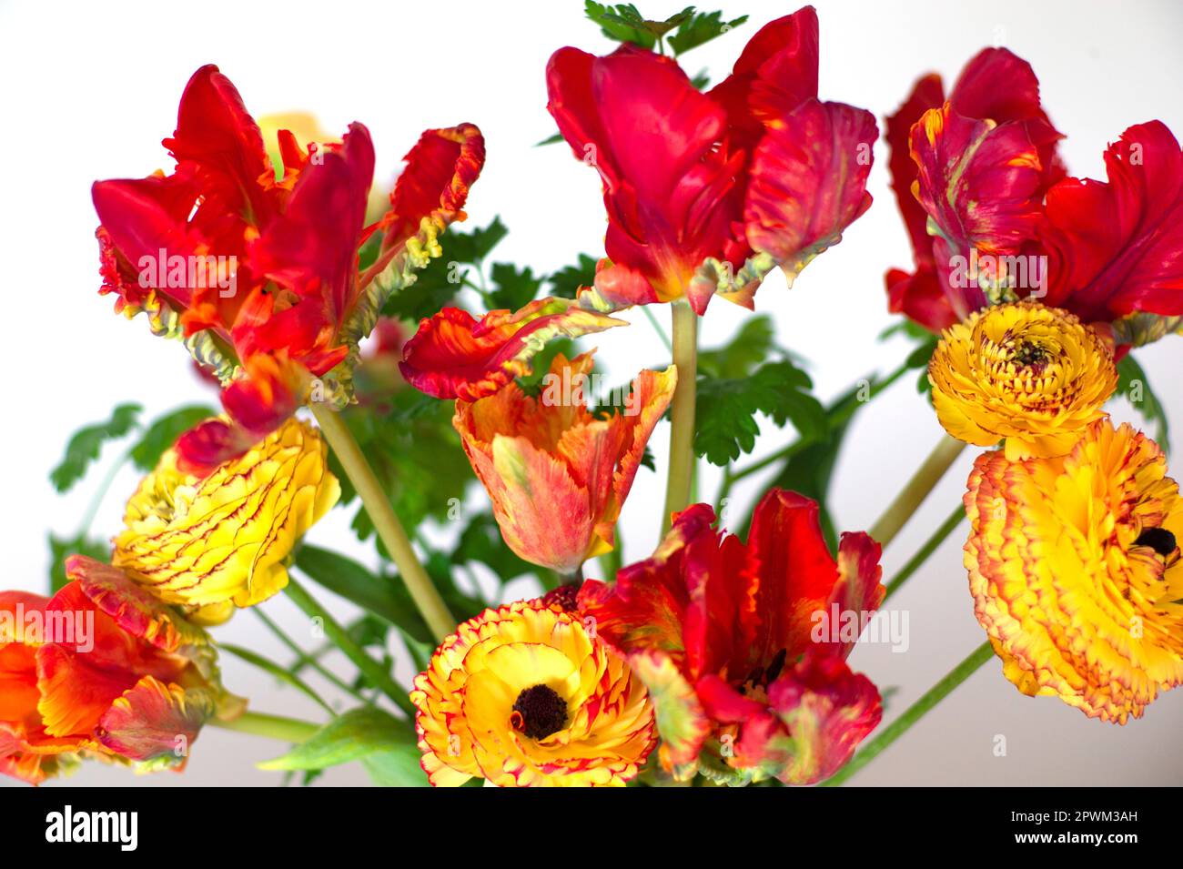 In Großbritannien angebaute Schnittblumen mit Papageientulpen und Ranunculus, Großbritannien Stockfoto