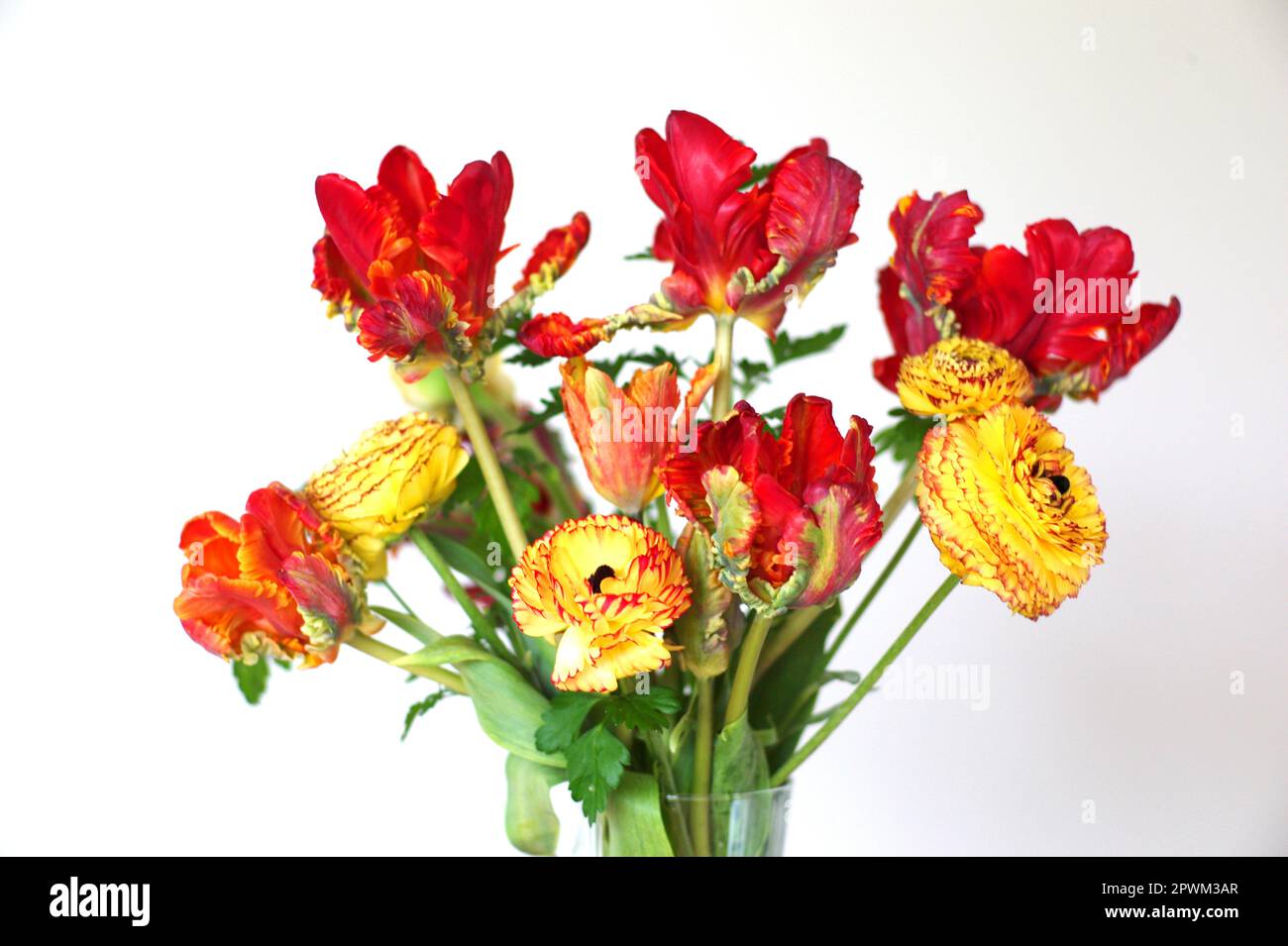 In Großbritannien angebaute Schnittblumen mit Papageientulpen und Ranunculus, Großbritannien Stockfoto