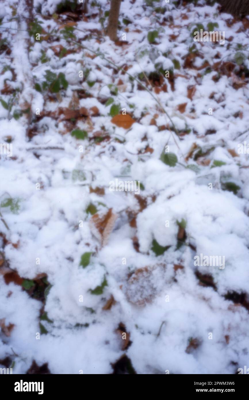 Pinhole Photography Woodland Series. Neu, altersbeständig, digitales Zeitalter, ohne Objektiv, herausragend, Hochauflösendes Nadellochbild einer schneebedeckten Landschaft Stockfoto