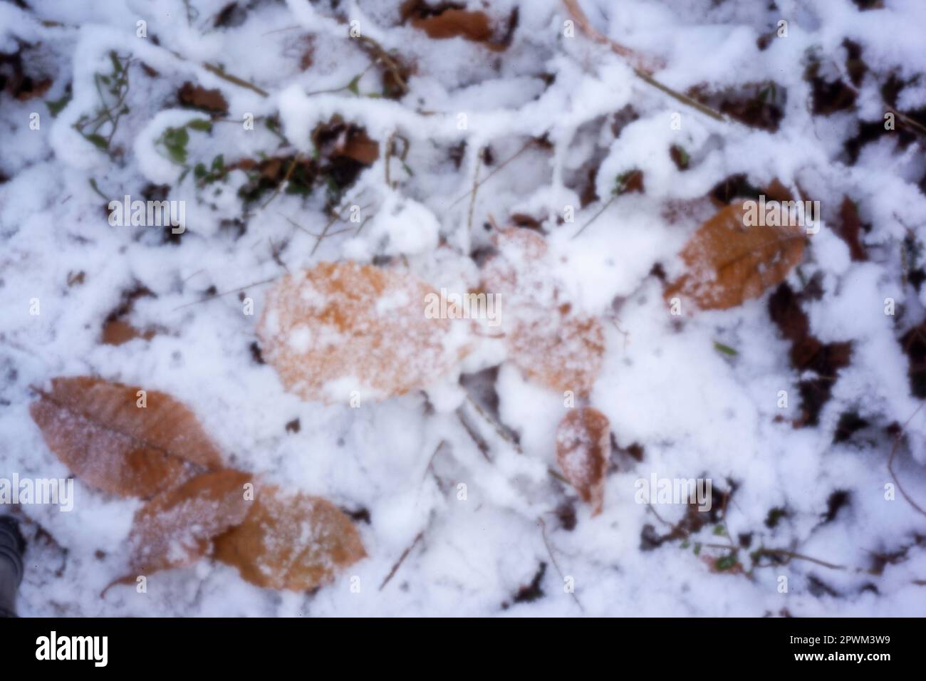 Pinhole Photography Woodland Series. Neu, altersbeständig, digitales Zeitalter, ohne Objektiv, herausragend, Hochauflösendes Nadellochbild einer schneebedeckten Landschaft Stockfoto