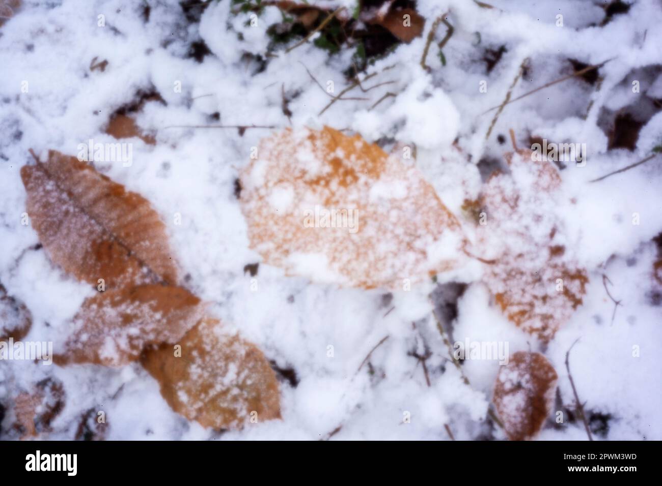 Pinhole Photography Woodland Series. Neu, altersbeständig, digitales Zeitalter, ohne Objektiv, herausragend, Hochauflösendes Nadellochbild einer schneebedeckten Landschaft Stockfoto