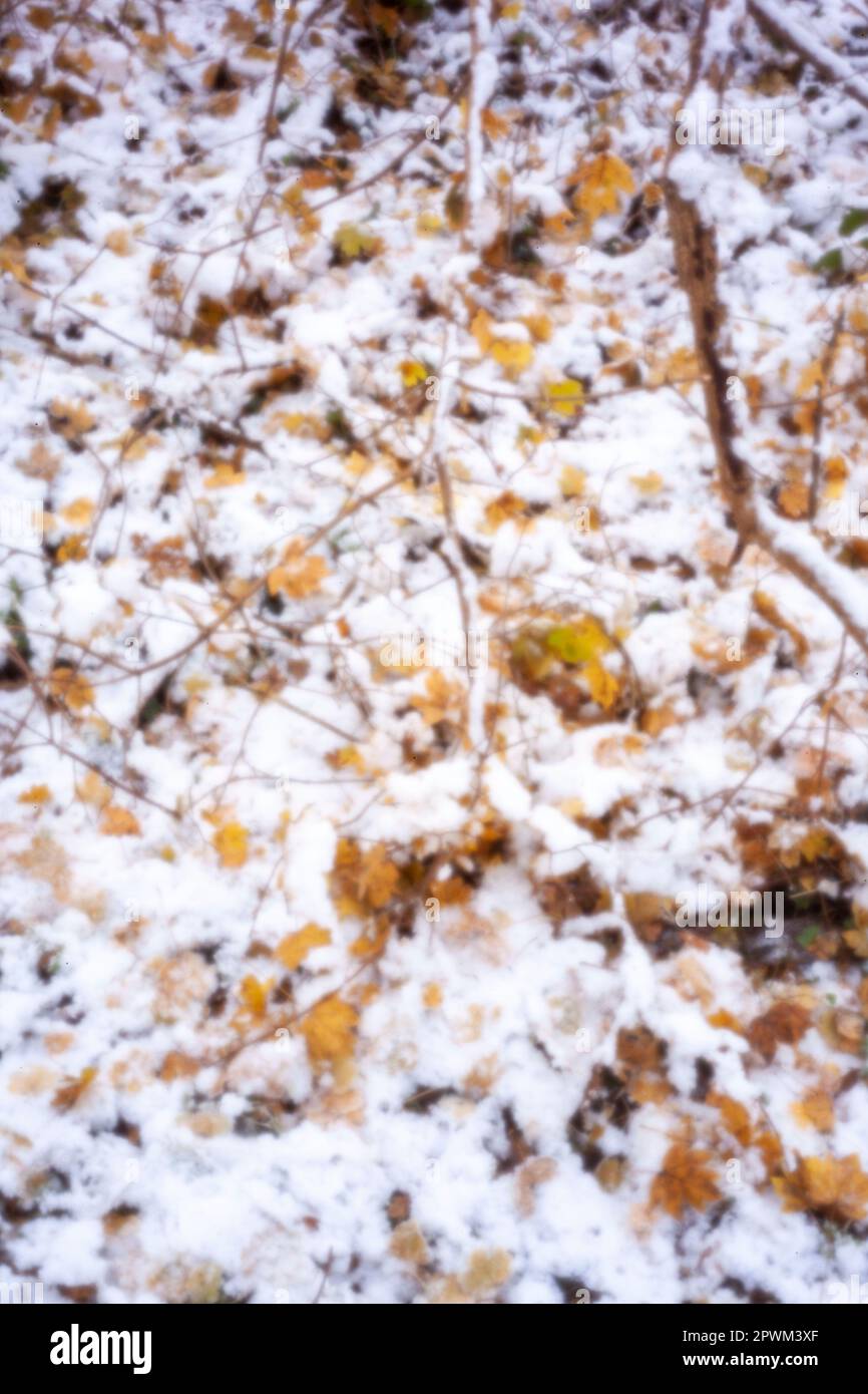 Pinhole Photography Woodland Series. Neu, altersbeständig, digitales Zeitalter, ohne Objektiv, herausragend, Hochauflösendes Nadellochbild einer schneebedeckten Landschaft Stockfoto