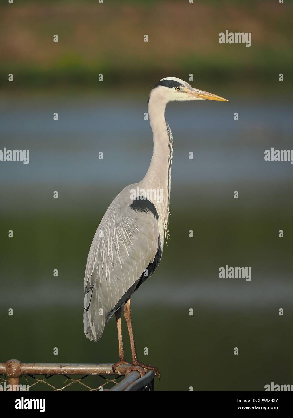 Reiher werden künstliche Strukturen nutzen, um sich auszuruhen und ihre Umgebung zu beobachten. Stockfoto