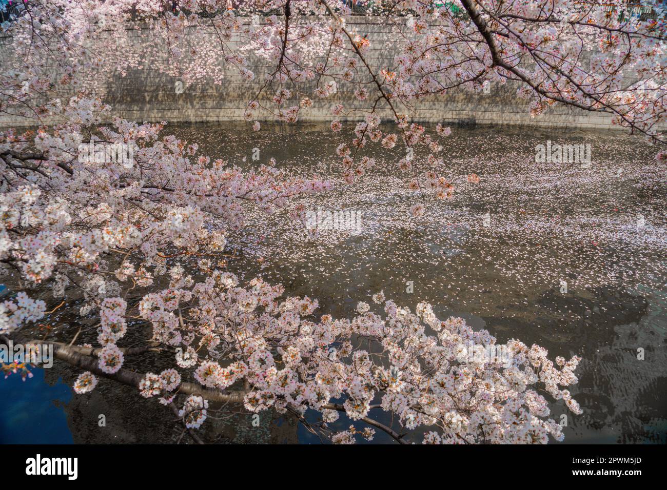 Kirschblüten im Meguro River in voller Blüte. Drehort: Tokio Meguro-ku Stockfoto