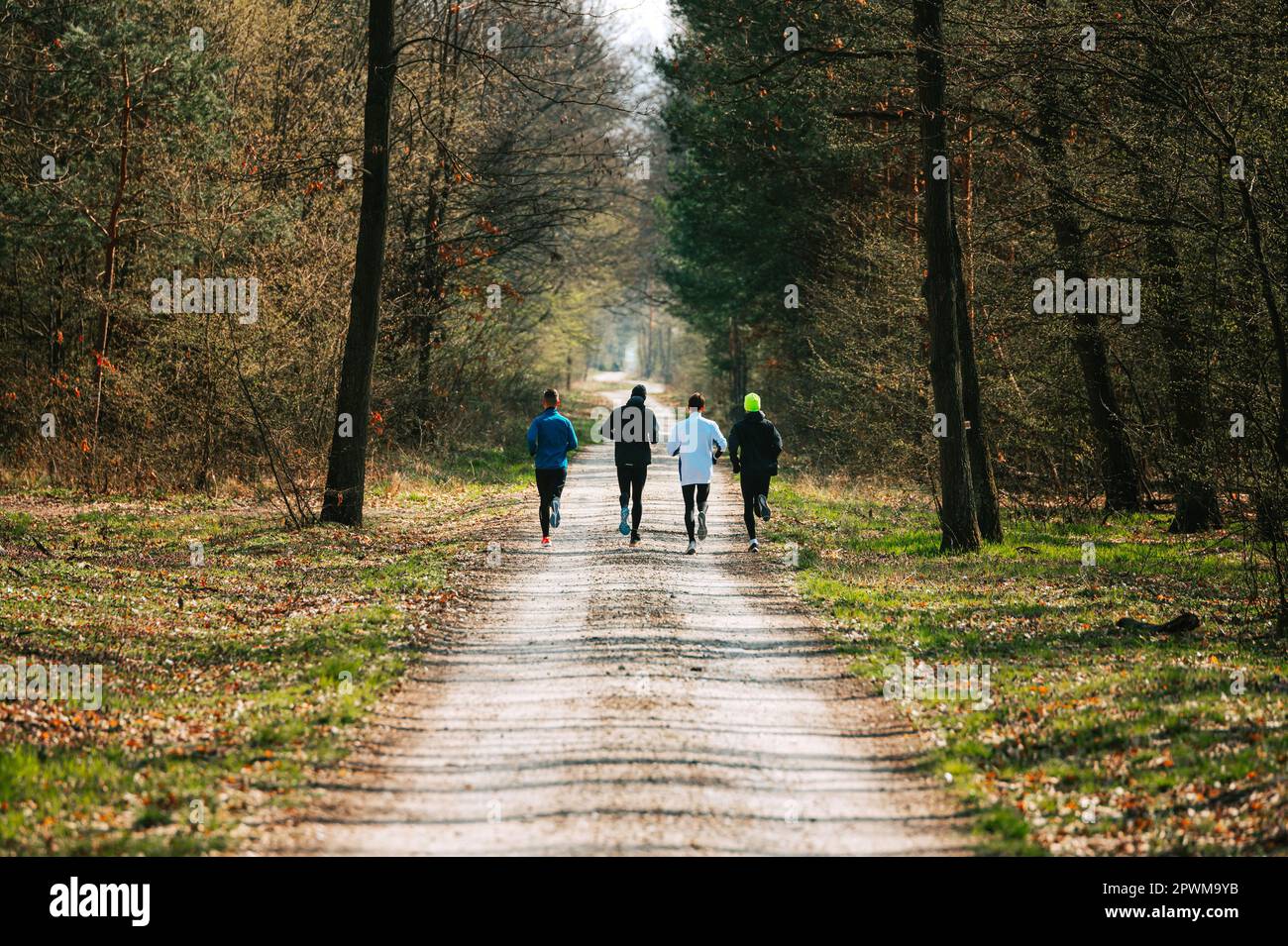 Laufmotivation am Morgen: Durch die Natur laufen: Professionelle Läufer trainieren in einem üppigen Pinienwald Stockfoto