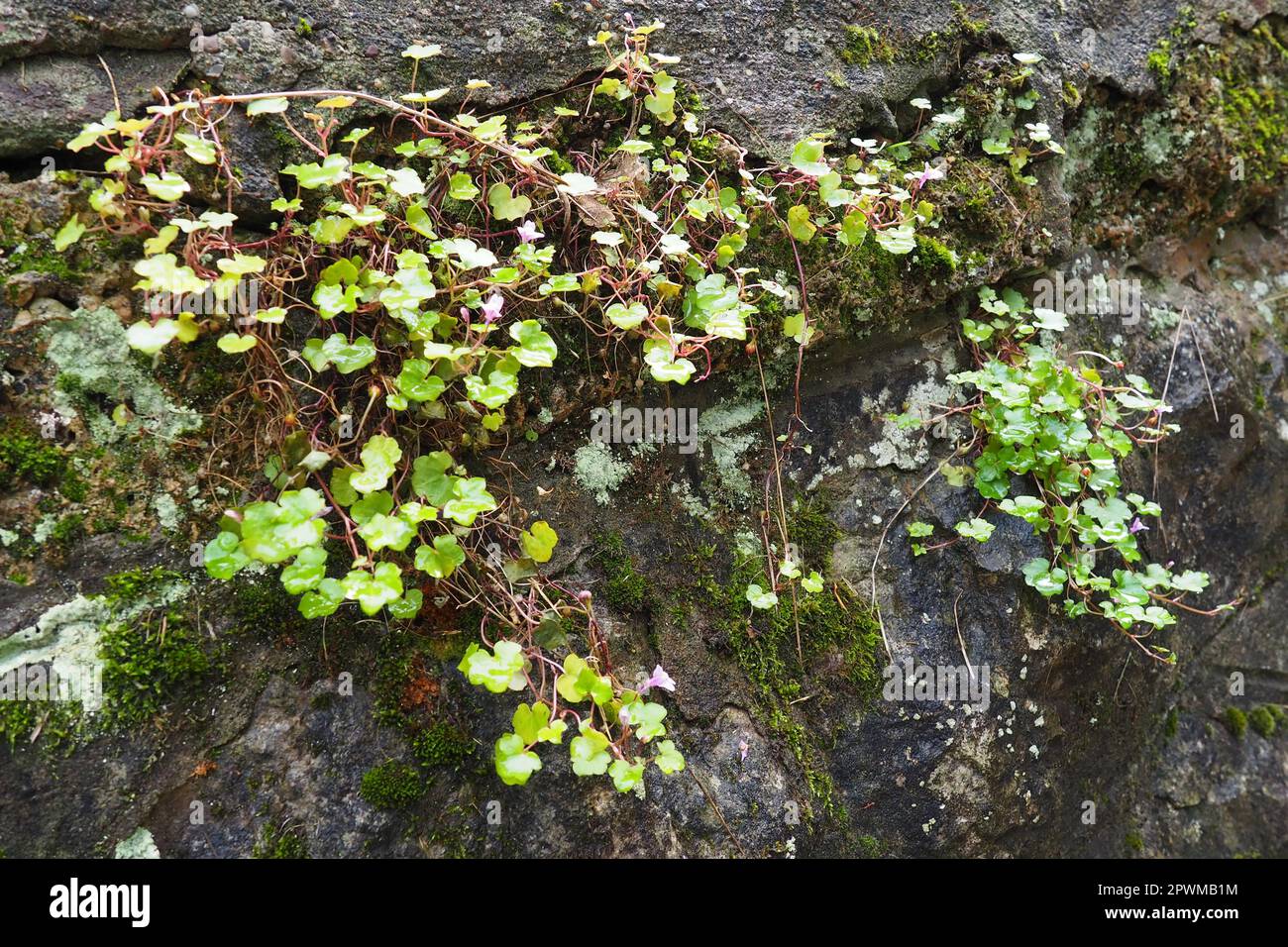 Cymbalaria cymbalum ist eine Gattung krautiger Pflanzen der Plantain-Familie Plantaginaceae, die im Mittelmeer häufig vorkommt. Cymbalaria-Saxifrage wächst weiter Stockfoto