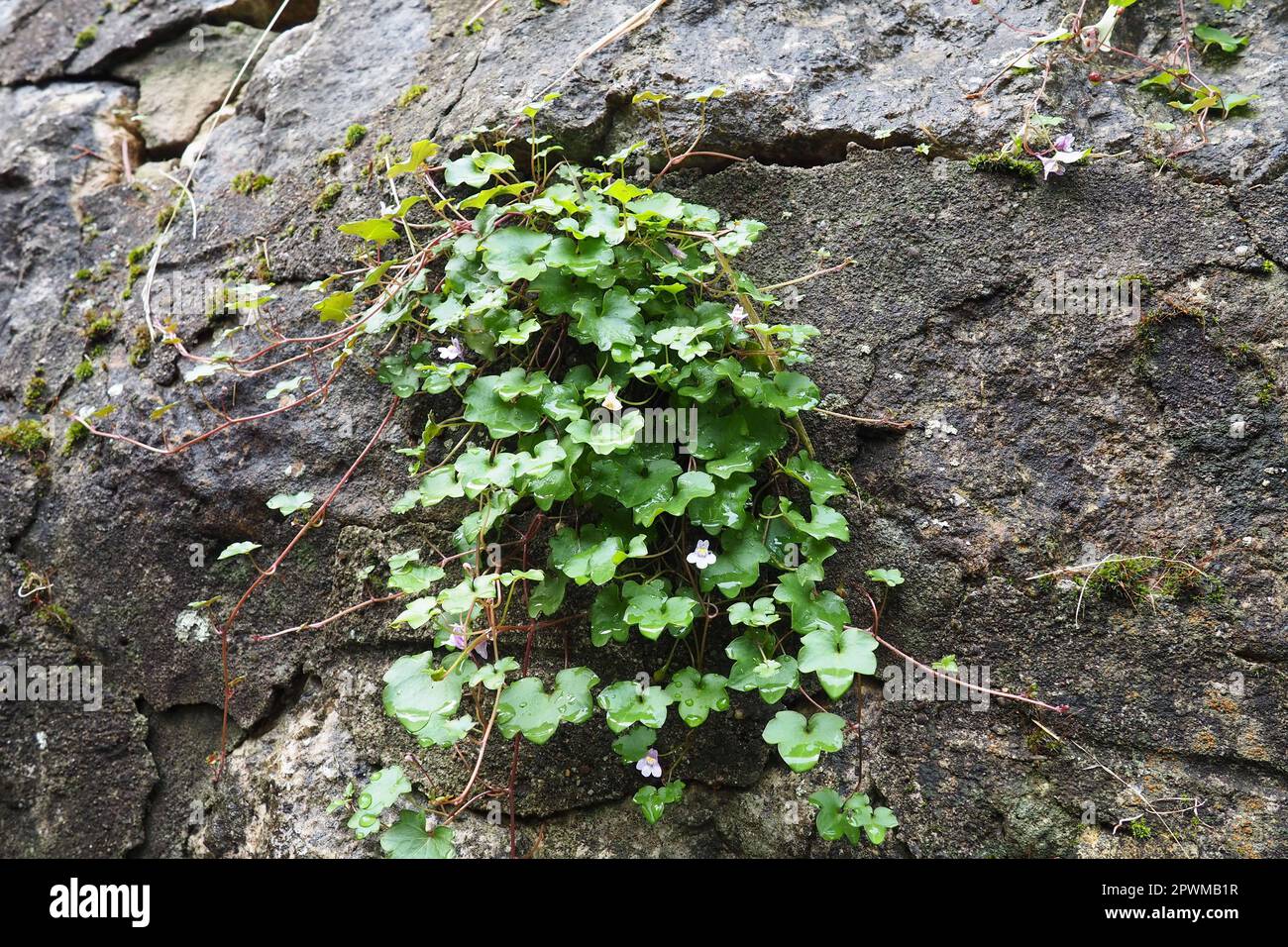 Cymbalaria cymbalum ist eine Gattung krautiger Pflanzen der Plantain-Familie Plantaginaceae, die im Mittelmeer häufig vorkommt. Cymbalaria-Saxifrage wächst weiter Stockfoto