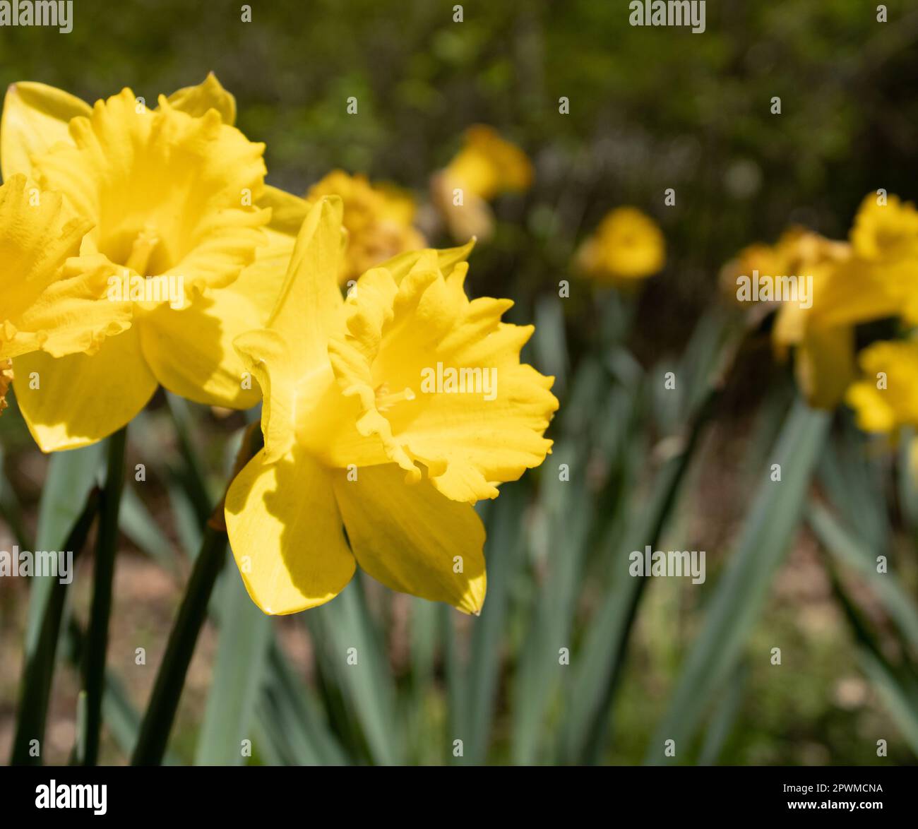 Narzissen wachsen im Garten - Bild-ID: 2PWMCNA Stockfoto